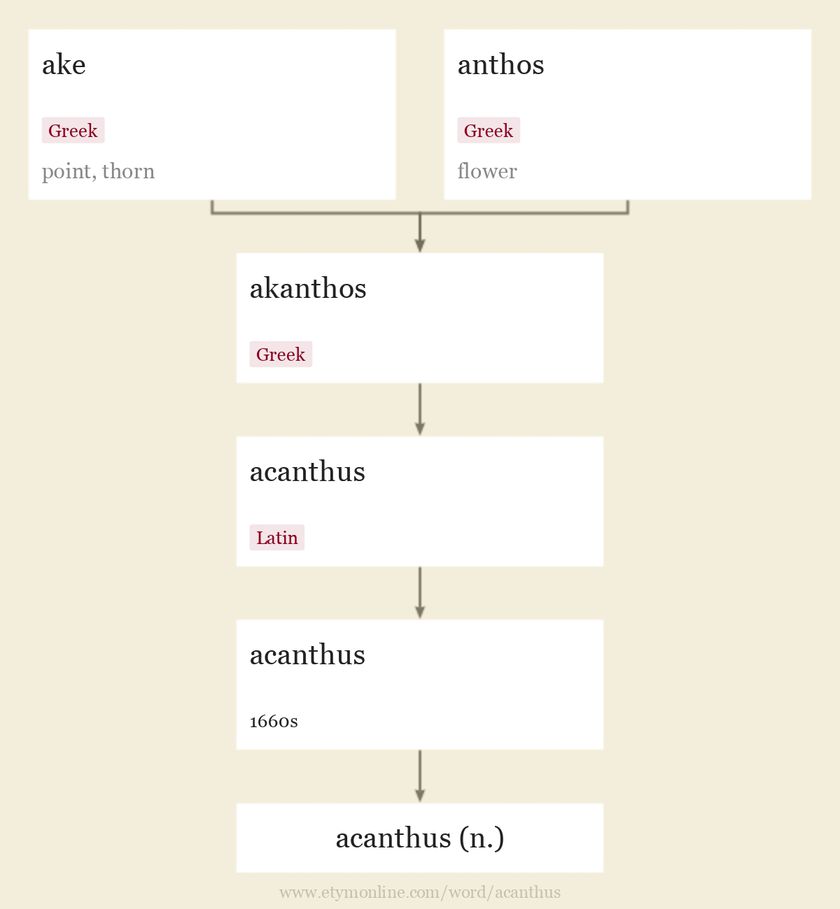 Origin and meaning of acanthus