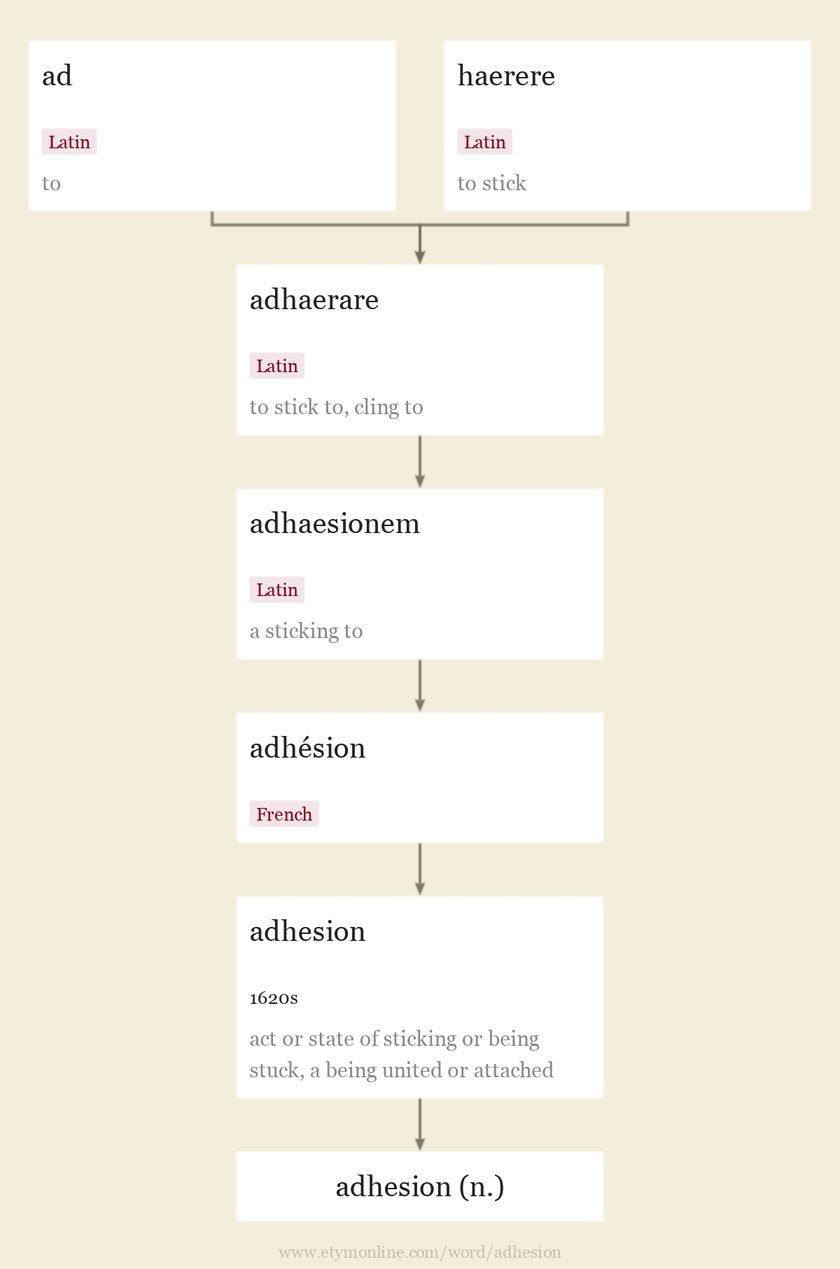 Origin and meaning of adhesion