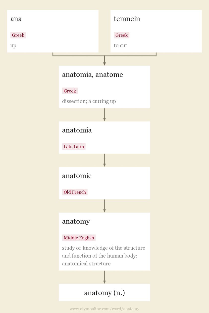 Origin and meaning of anatomy