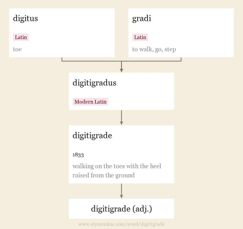 Origin and meaning of digitigrade