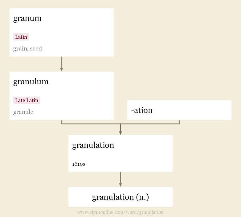 Origin and meaning of granulation