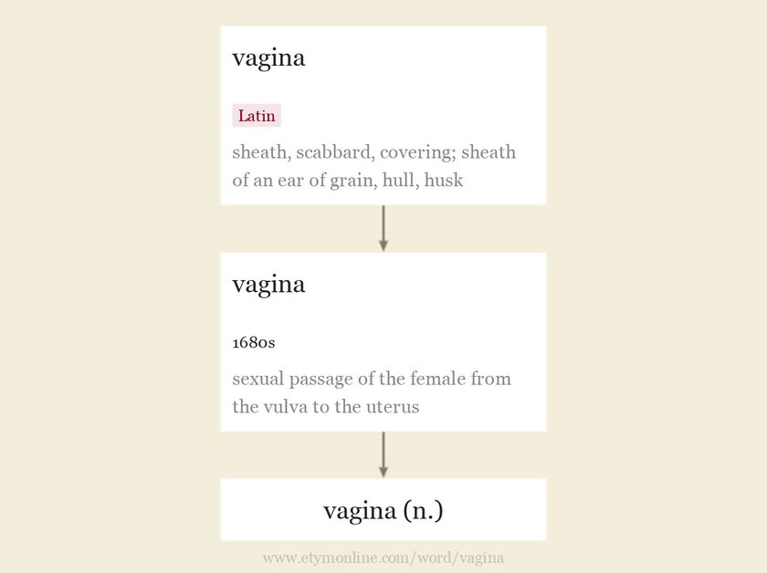 Origin and meaning of vagina